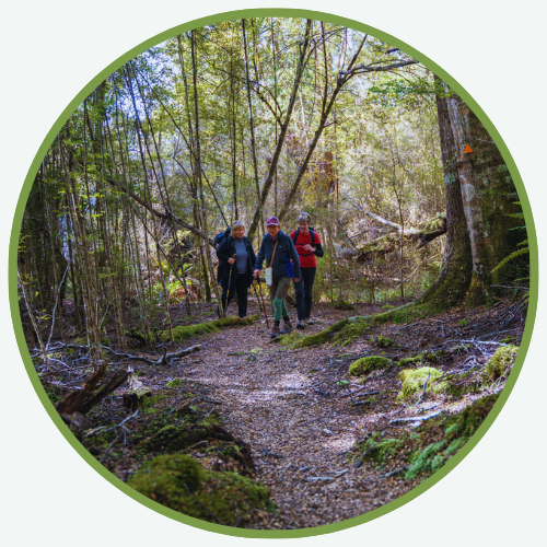 a group of people hiking in the woods